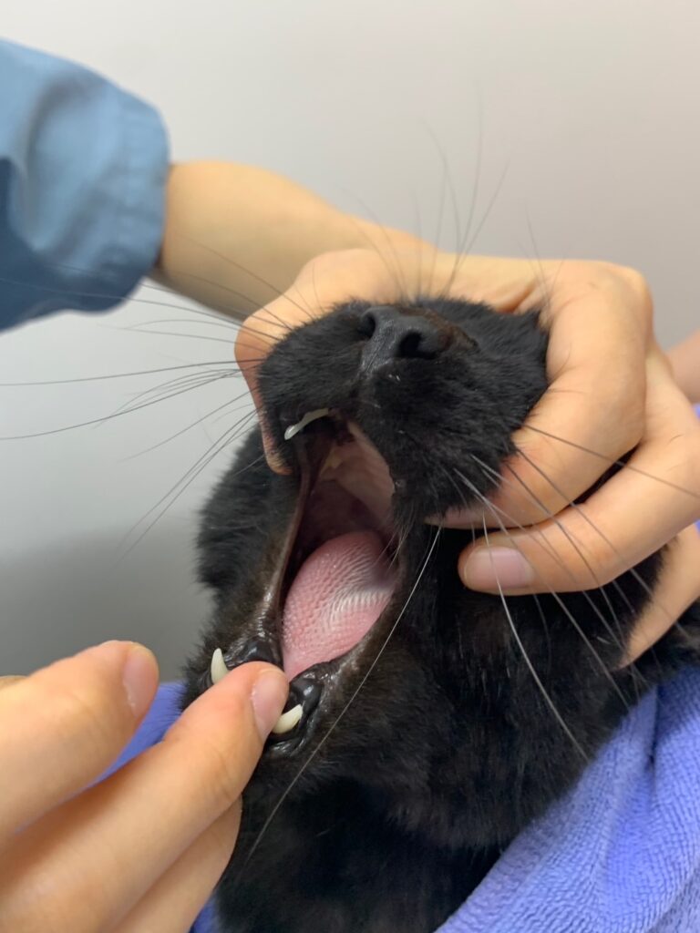 猫の口を開いている様子
