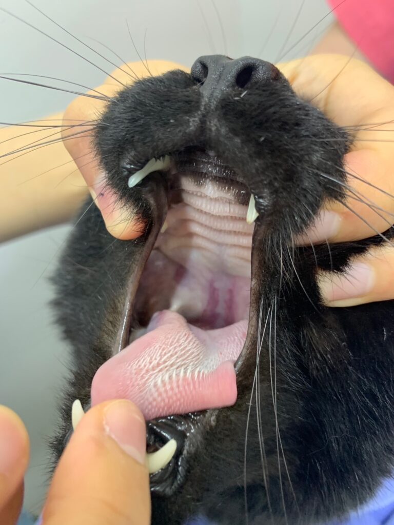 猫の口を開いている様子