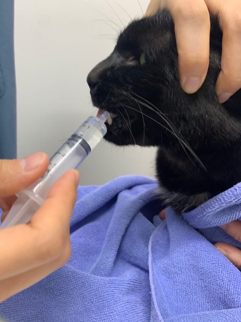 シリンジで猫に水を飲ませている様子