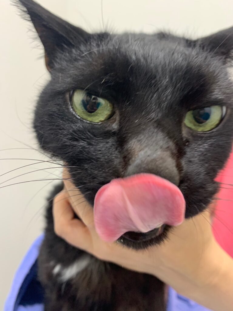 舌をぺろっと出している猫