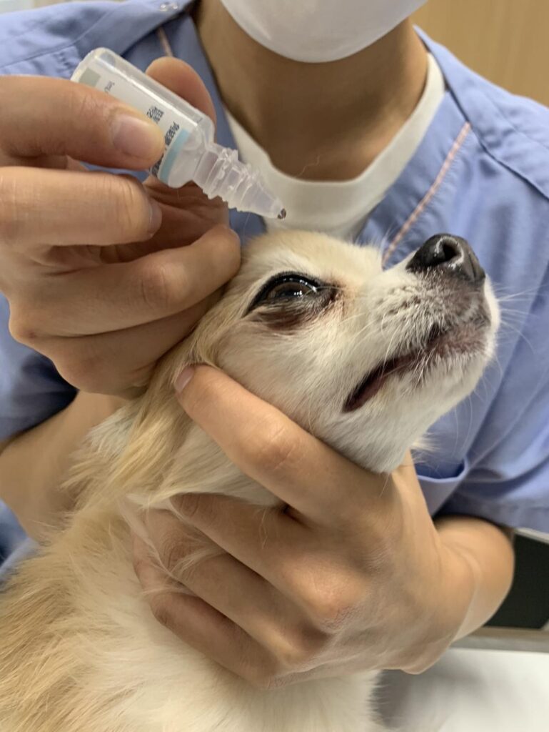 犬に点眼をしている様子