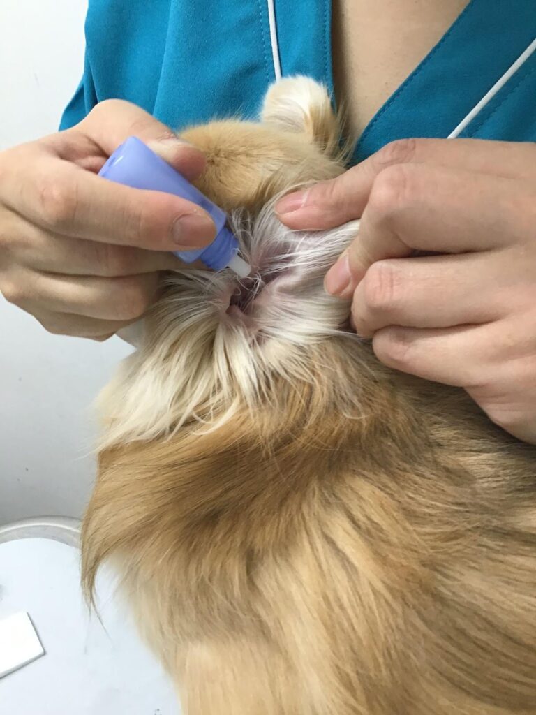犬に点耳薬をつけている様子