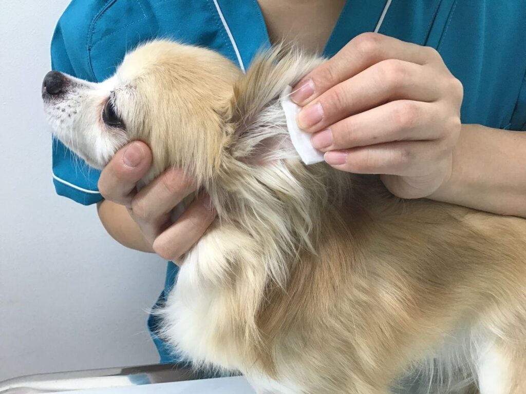 犬の耳介をコットンで拭いている様子