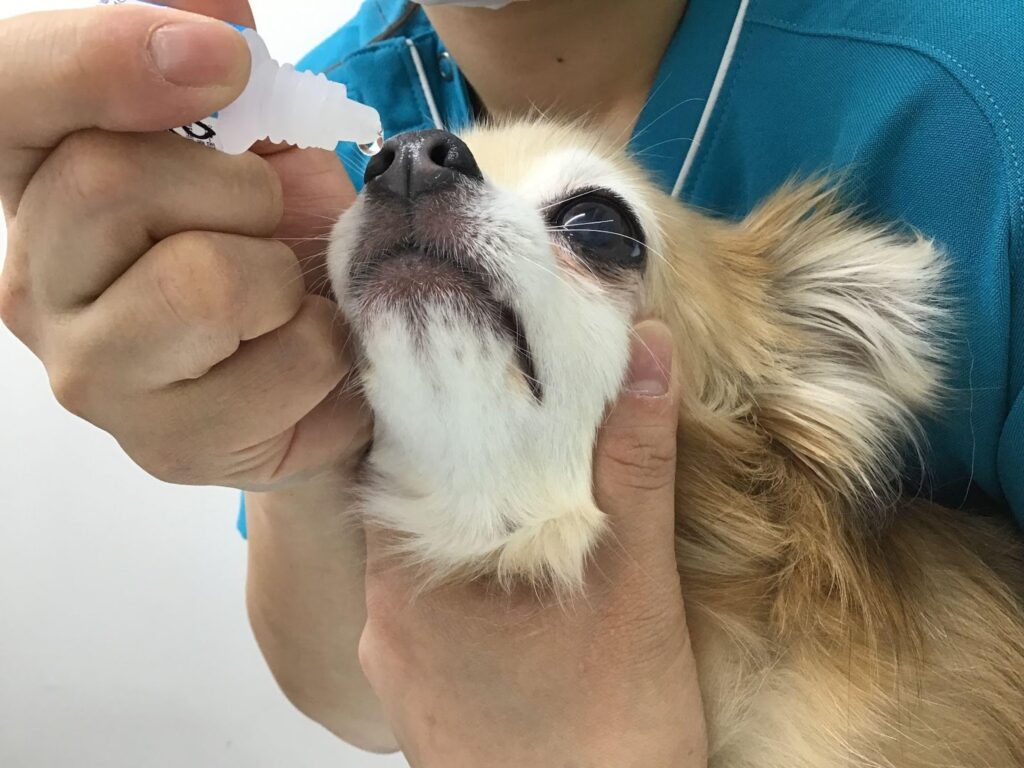犬に点鼻薬をつけている様子