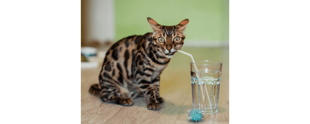 猫の慢性腎臓病の治療とは｜ラプロスの有用性アップデート - 渋谷区