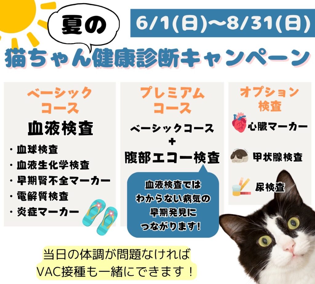 猫の健康診断の案内