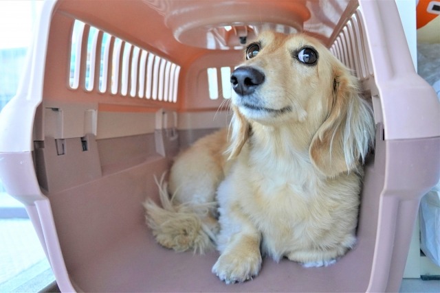 クレートの中に入るミニチュアダックスフンド