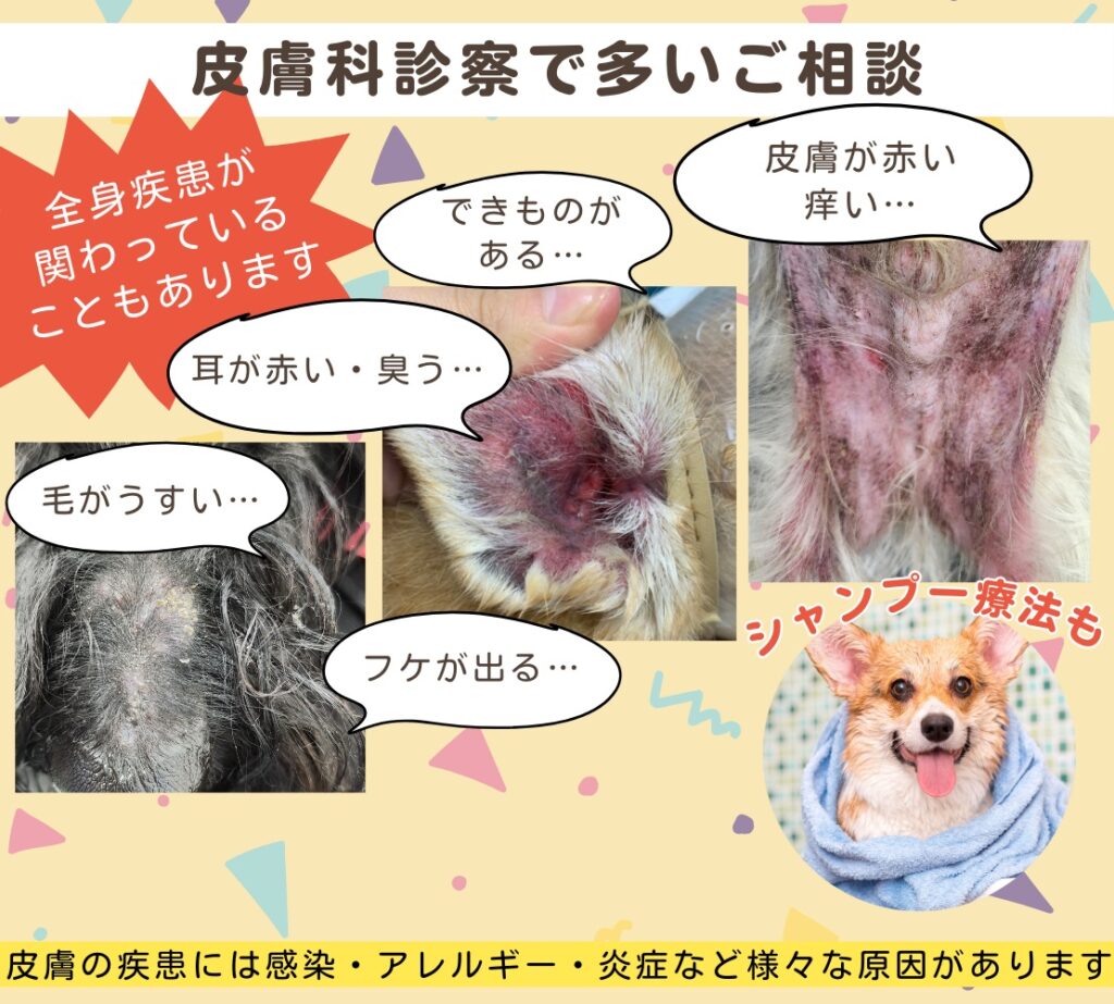 ❄️健康診断🐶❄️】寒さが厳しくなる前に体調チェックしましょう🩺12