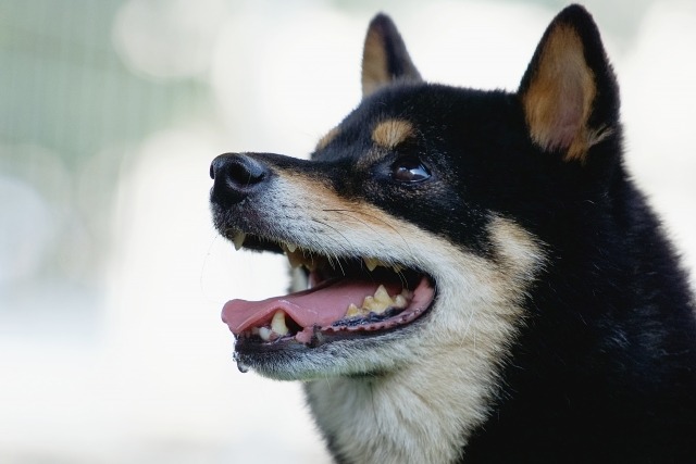 口を開けて楽しそうにしている柴犬