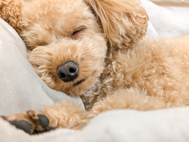 寝ているトイプードル