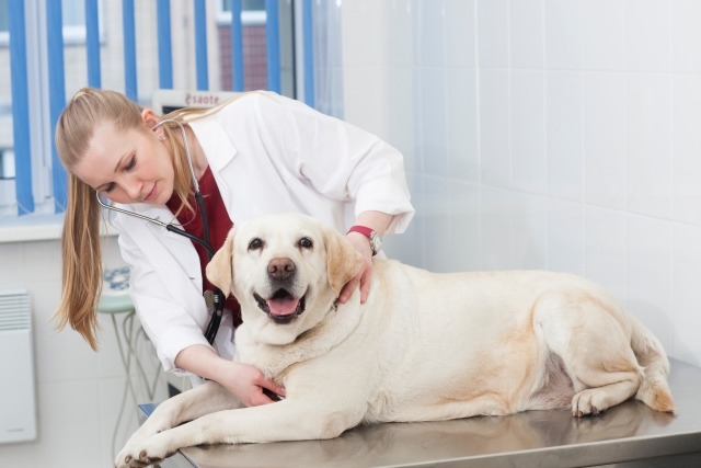 犬の聴診をする獣医師