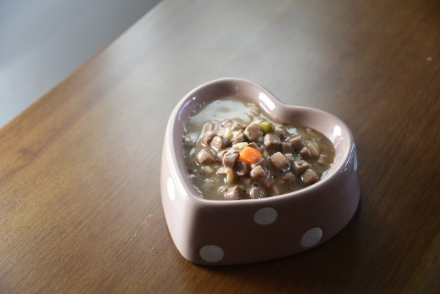 お皿に入ったドッグフード