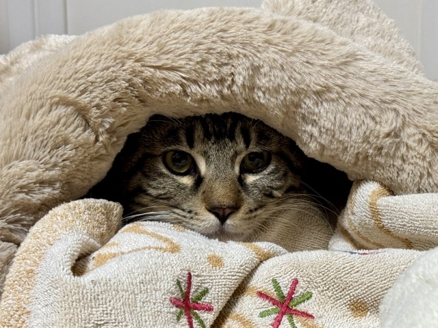 布団に潜っている猫