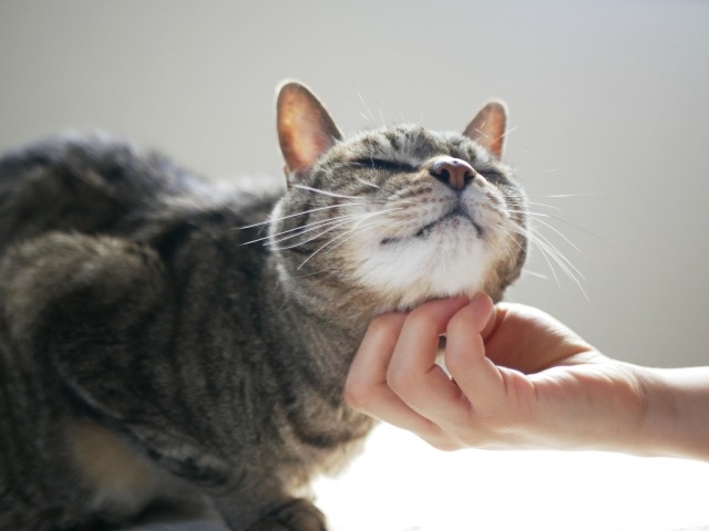 顎を撫でられて気持ちよさそうにする猫