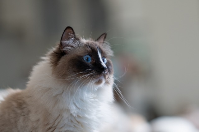 ラグドールが室内で横顔を見せている様子