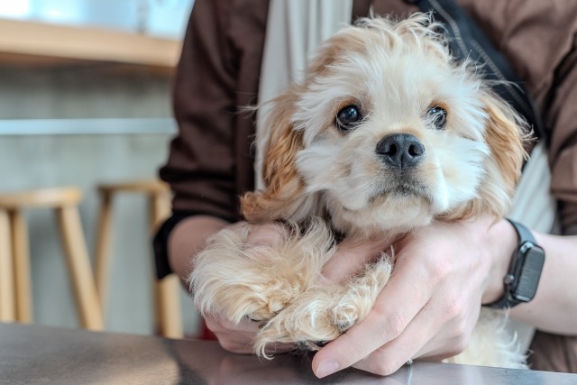 飼い主に抱っこされている犬