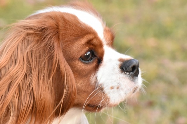 キャバリアの横顔