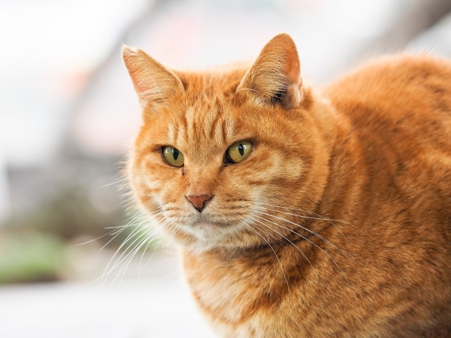 座っている茶トラ猫