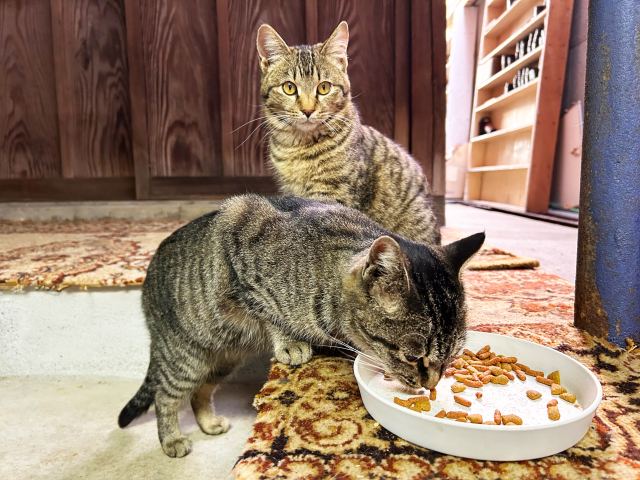 ご飯を食べている2匹の猫