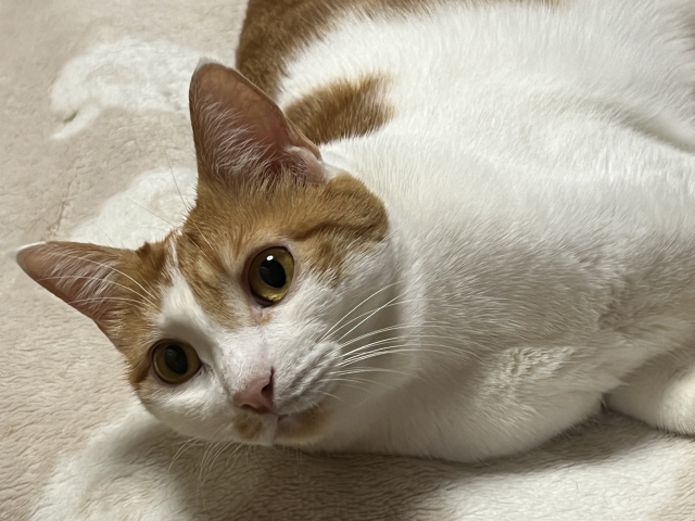 白茶の猫が室内で横になりこちらを見ている様子