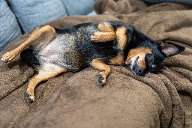 毛布の上でお腹を見せて仰向けに寝ている小型犬の様子