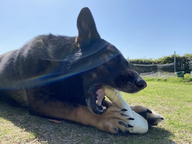 骨を噛んでいるジャーマンシェパード