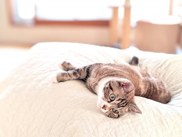 ベッドに横になっている猫