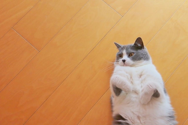床でお腹を出して寝ている猫