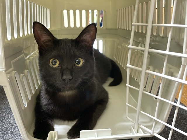 キャリーケースの中に入っている黒猫