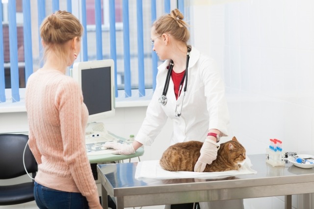 猫のエコー検査をする獣医師とその様子を見ている飼い主