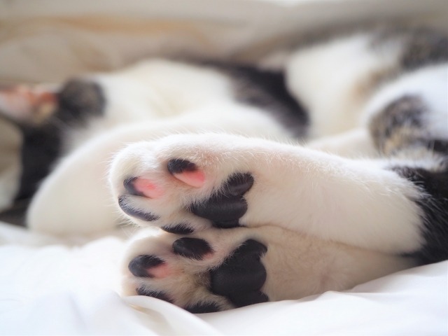 ベッドの上で眠る猫の肉球のアップ