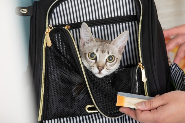 キャリーの中に入っている猫