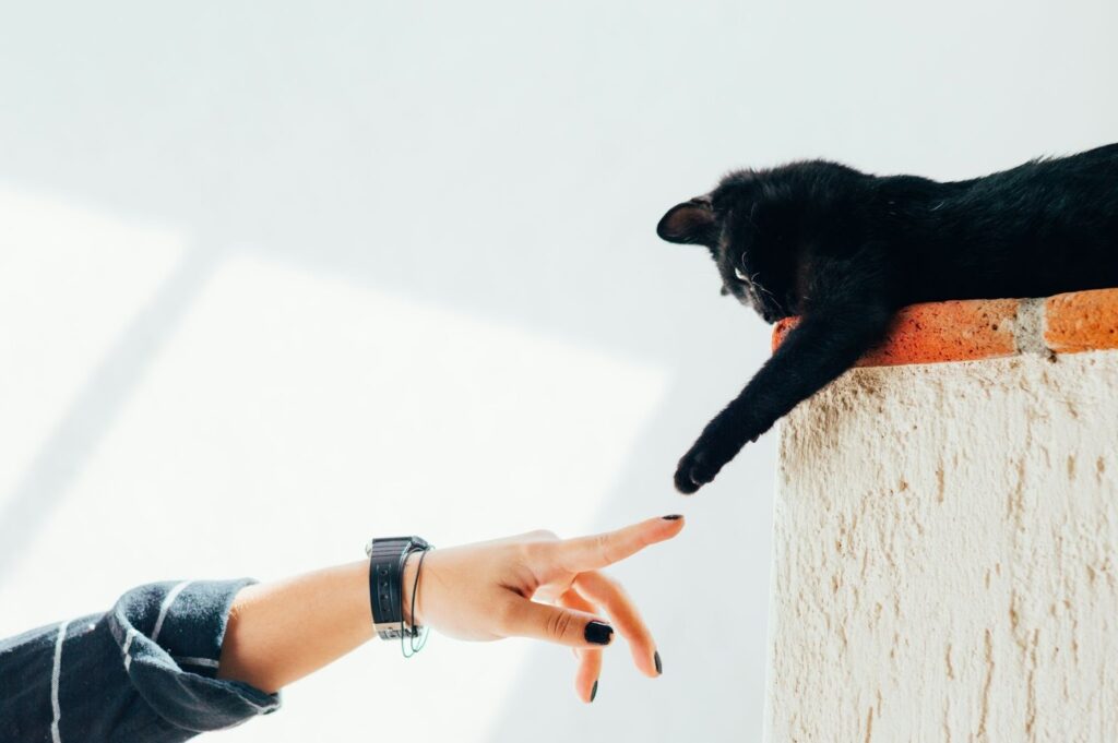 壁の上から前足を伸ばす黒猫と指を差し出す人の手