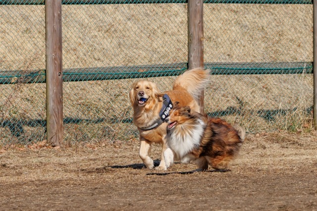 ドッグランで走り回るゴールデンレトリバーとシェルティー