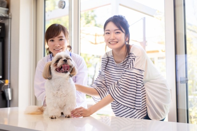 獣医師の診察を受けるシーズーとその飼い主