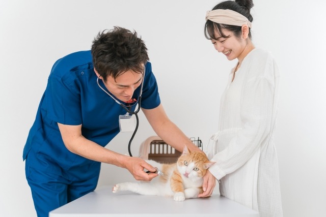 猫の聴診をする獣医師