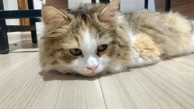 床に伏せて横になっている長毛の猫