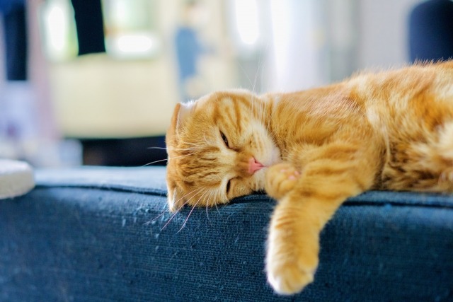 ソファの上で気持ちよさそうに眠る茶トラ猫
