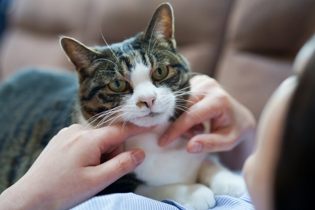 飼い主の胸の上に座り、顎を撫でてもらう猫