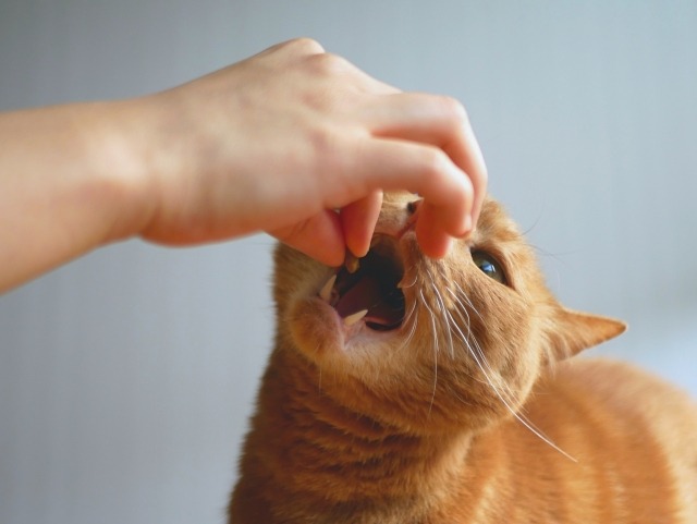 飼い主の手からおやつをもらう茶トラ猫