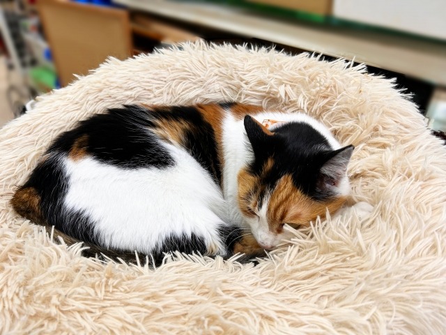 クッションの上で丸くなって寝ている三毛猫