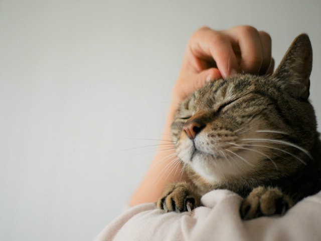 飼い主に頭を撫でてもらい、気持ちよさそうな猫