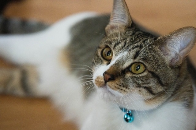 室内でリラックスしているキジ柄の猫