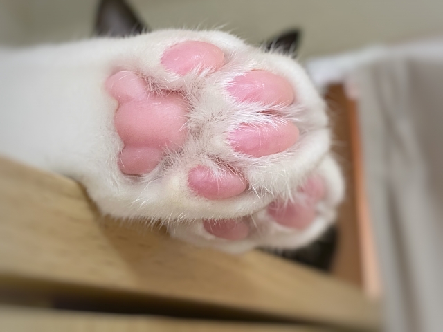 猫の肉球のアップ