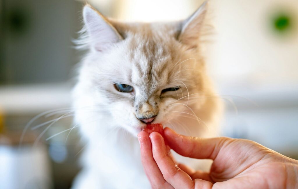 飼い主におやつをもらう猫
