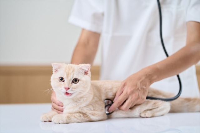 獣医師が猫の心音を聴診器で確認する様子