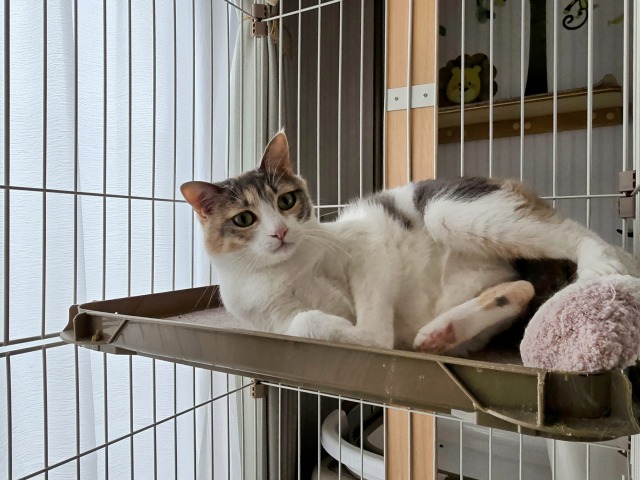 ケージの中でくつろぐ猫