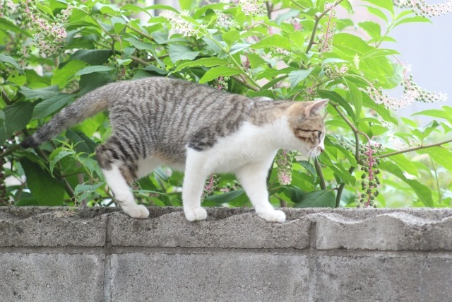 塀の上を歩く猫