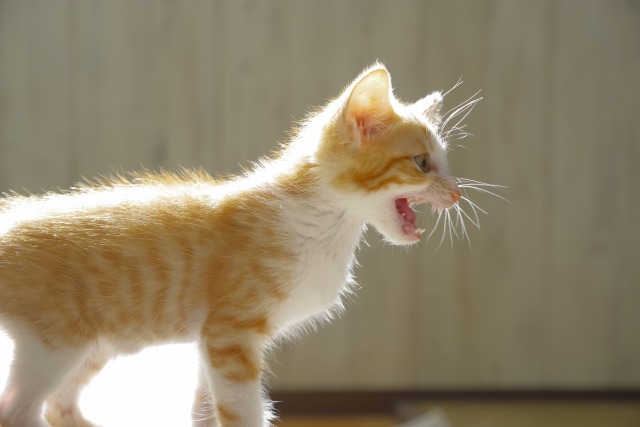鳴いている茶白の子猫