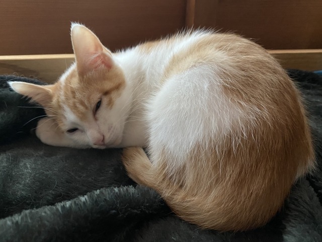 丸まって寝ている子猫